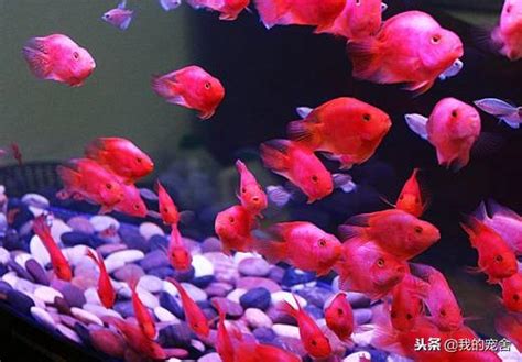 血鸚鵡混養金魚|鸚鵡魚可以和哪些觀賞魚混養 鸚鵡魚混養需要注意什麼？